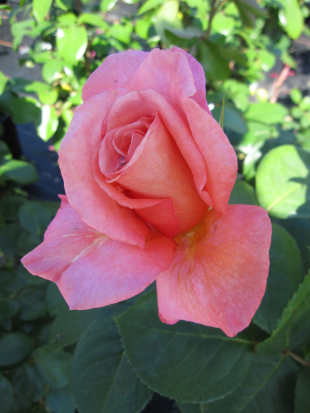 Edelrose Exotic